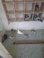 Te koop Chinese Meeuwen, Meerdere dieren, Overige soorten