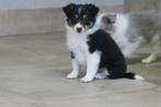Sheltie x Schotse Collie kruising pups, Dieren en Toebehoren, Parvo, Sheepdog, Nederland, 8 tot 15 weken