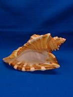 Schelpen, Cymatium raderi, Ophalen of Verzenden, Schelp(en)