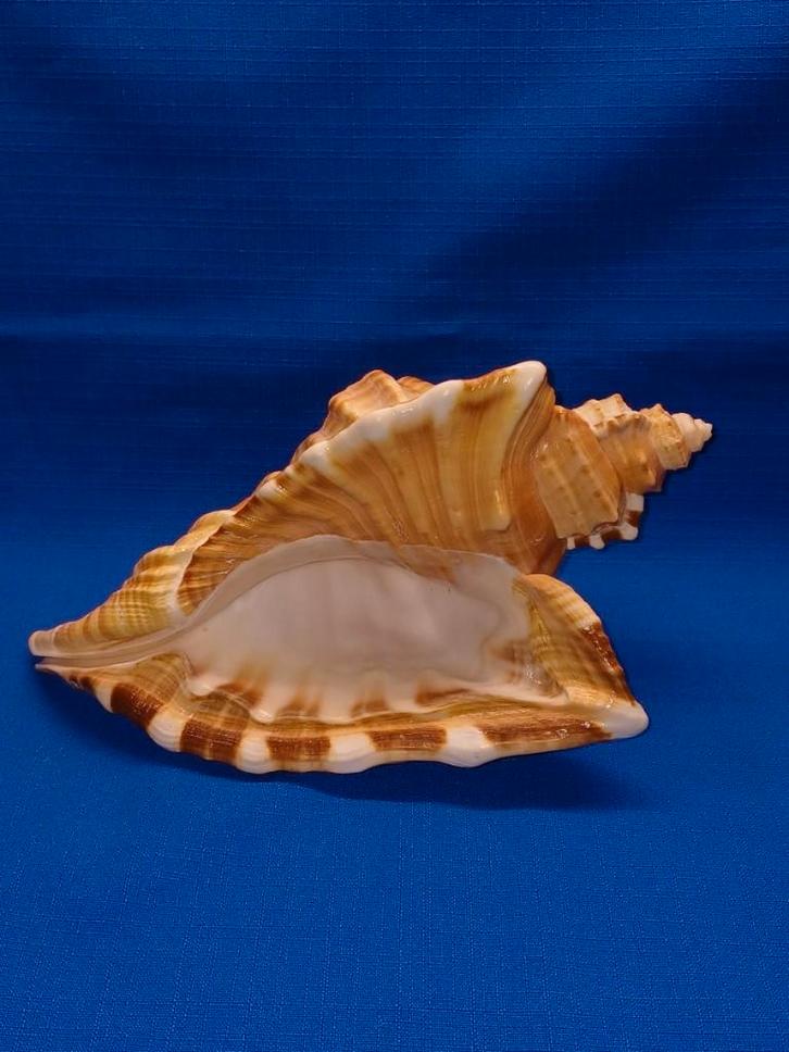 Schelpen, Cymatium raderi, Verzamelen, Mineralen en Fossielen, Schelp(en), Ophalen of Verzenden