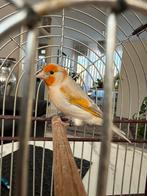 Bastaard majoor putter satinet 2025, Dieren en Toebehoren, Mannelijk, Bastaard