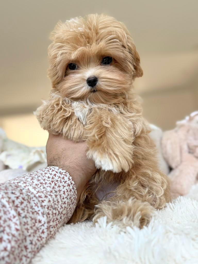 Exclusieve Maltipoo F1 pup ( Maltezer/ Asian Toy Poedel ), Particulier, Overige rassen, 8 tot 15 weken, Buitenland