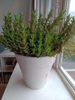 Mooie en gezonde vetplant in pot, Ophalen, Vetplant, In pot, Minder dan 100 cm