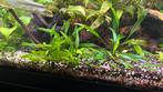 Cryptocoryne Undulata stekjes, Ophalen, Plant(en), Steen of Hout