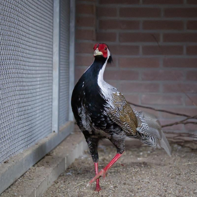 Zilverfazant, Mannelijk, Overige soorten