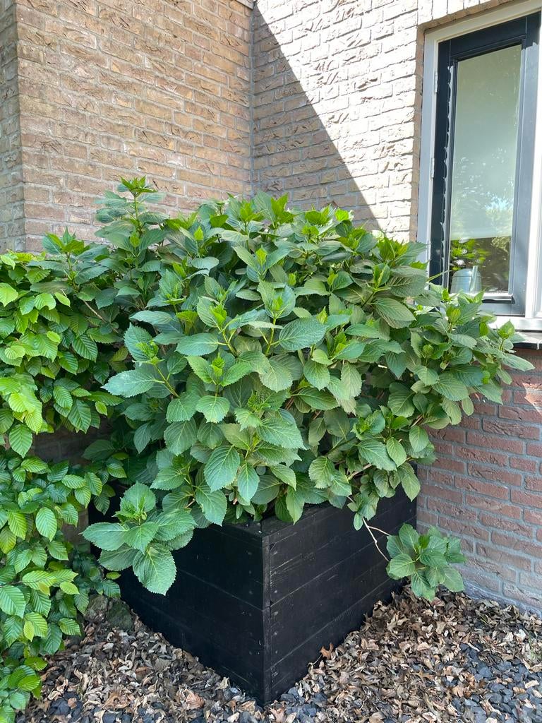 Grote Hortensia, Vaste plant, Halfschaduw, Zomer, Ophalen