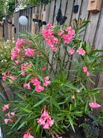 Oleanders, Ophalen, Overige soorten, Volle zon