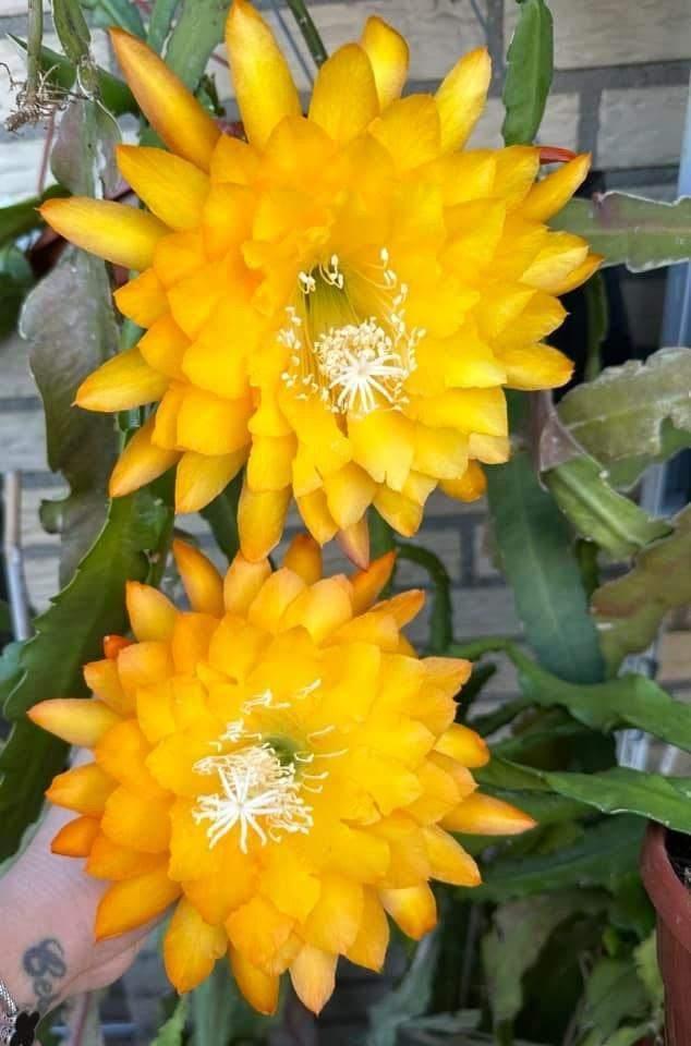 cactus - Epiphyllum YELLOW TANG - zeldzame topper!, Huis en Inrichting, Kamerplanten, Cactus, Minder dan 100 cm, Volle zon, Ophalen of Verzenden