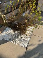 Kiezelstenen wit voor in tuin, Tuin en Terras, Ophalen, Overige materialen, Wit, Nieuw