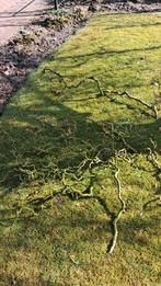 Paastakken gratis ophalen, Tuin en Terras, Ophalen, Overige soorten, Minder dan 100 cm