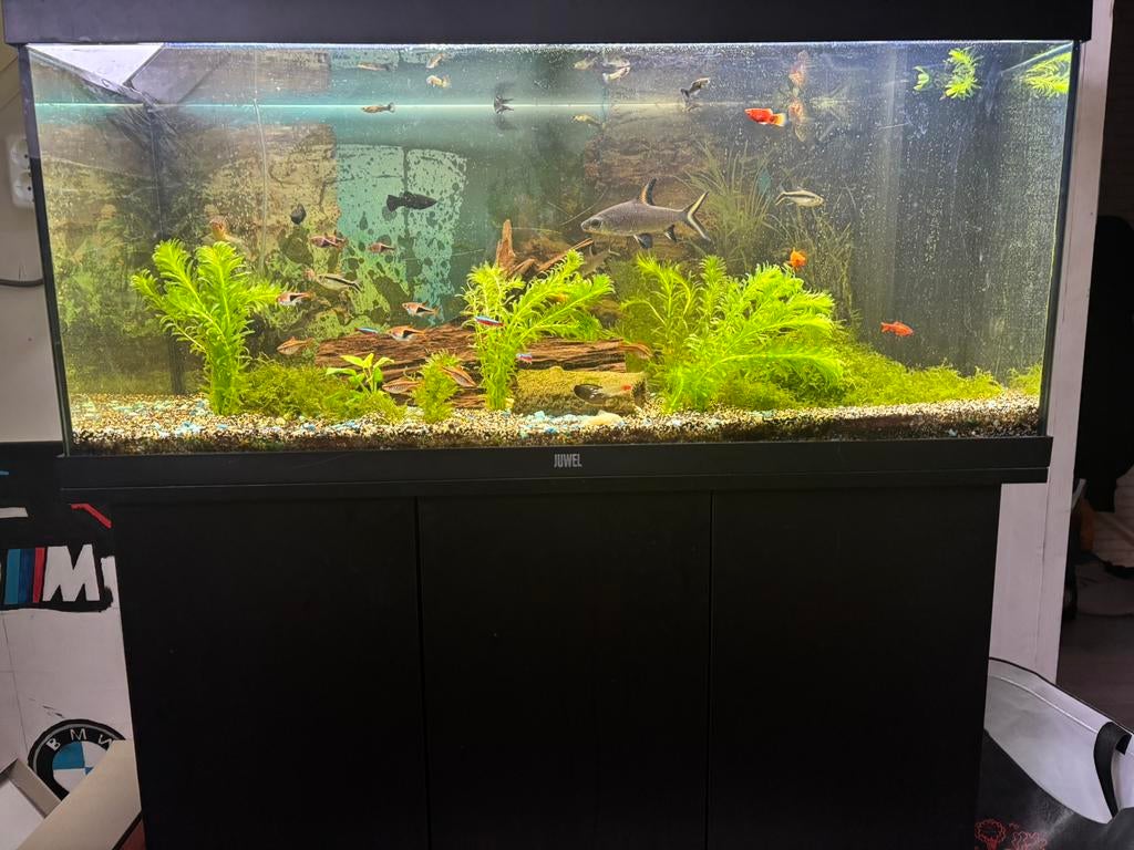 Aquarium ALLE INFO IN BESCHRIJVING!, Ophalen of Verzenden, Zo goed als nieuw, Gevuld zoetwateraquarium