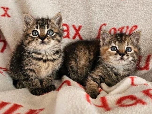 Schattige kittens van onze lieve poes nu 7 weken, Dieren en Toebehoren, Katten en Kittens | Overige Katten, Meerdere dieren, Kortharig