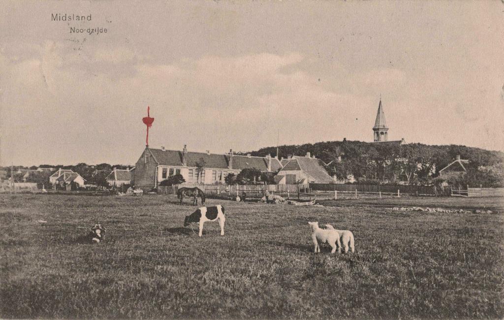Midsland Terschelling Noordzijde koe schaap OM390, Ophalen, Voor 1920, Gelopen, Waddeneilanden
