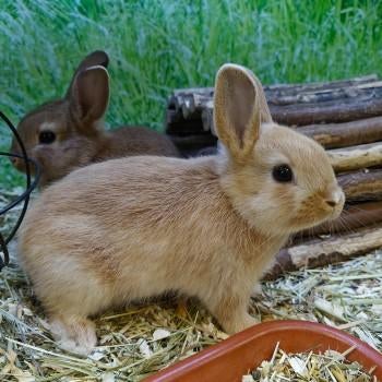 Dwergkonijntjes te koop, Dieren en Toebehoren, Konijnen, Meerdere dieren, Dwerg