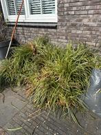 Gratis carex planten, Ophalen of Verzenden, Siergrassen, Halfschaduw