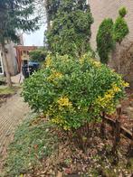 Meerstammige kardinaalsmuts, Ophalen, Overige soorten, Struik, 100 tot 250 cm