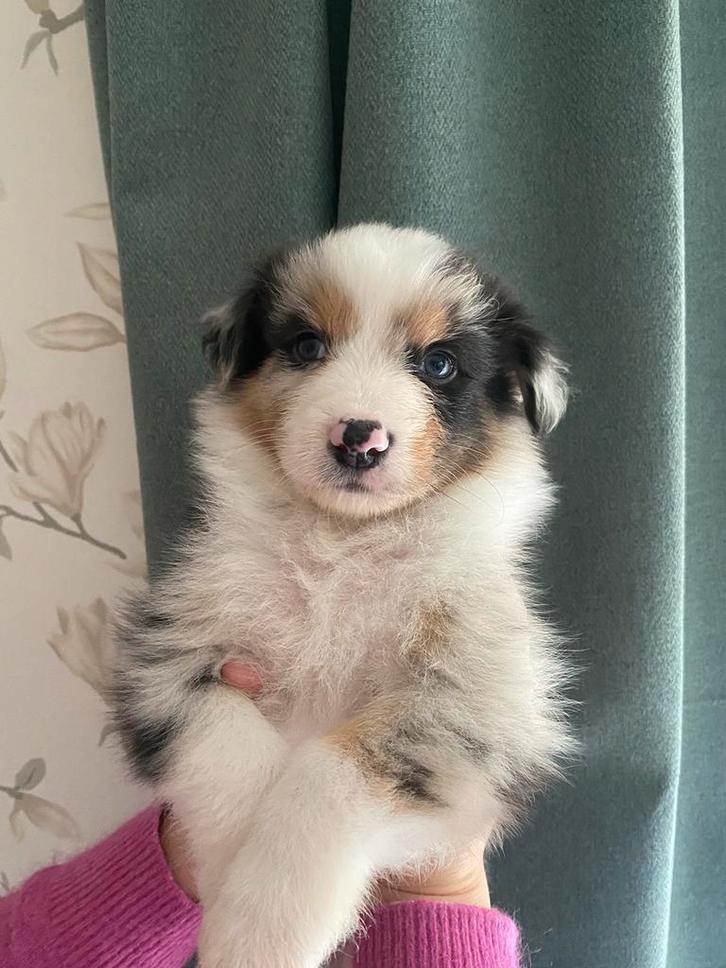 Australian shepperd knappe pups, Dieren en Toebehoren, Honden | Herdershonden en Veedrijvers, Meerdere dieren, Overige rassen