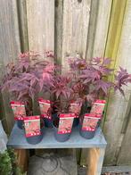 Acer Palmatum 🍁 NU 5 voor €20, Ophalen of Verzenden, Bloeit niet, Overige soorten, Halfschaduw
