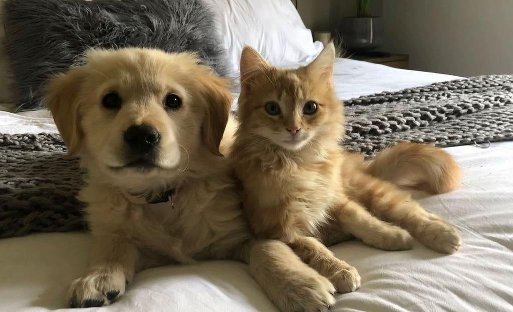 Betrouwbare oppas voor uw huisdieren, Ophalen of Verzenden