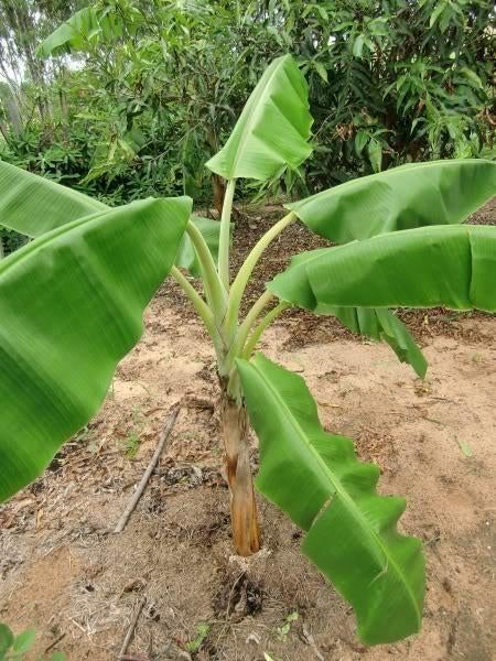 Banaan zaad: 5 x Musa Yunnanensis. (verzenden kan ook), Ophalen, Gehele jaar, Volle zon, Zaad