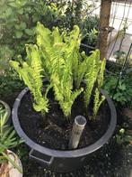 Mooie varens €2,50 per stuk, Tuin en Terras, Ophalen, Bloeit niet, Overige soorten, Halfschaduw