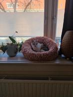 Poes op zoek naar een forever home, Dieren en Toebehoren, Poes, Kortharig, 6 jaar of ouder