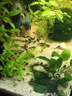 Borstelneuzen kleintjes, Vis