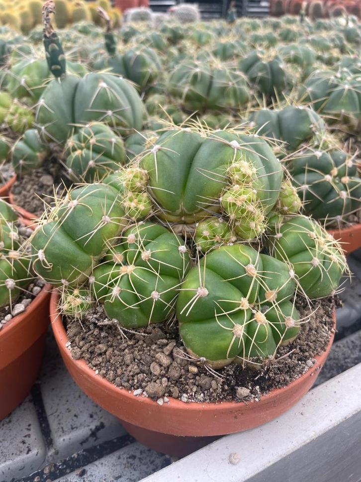 Cactus Gymnocalicium Horstii in de 16cm terracotta schaal, Huis en Inrichting, Kamerplanten, Cactus, Minder dan 100 cm, Bloeiende kamerplant