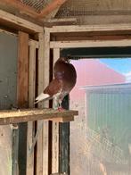 Gelderse slenken doffers, Dieren en Toebehoren, Mannelijk