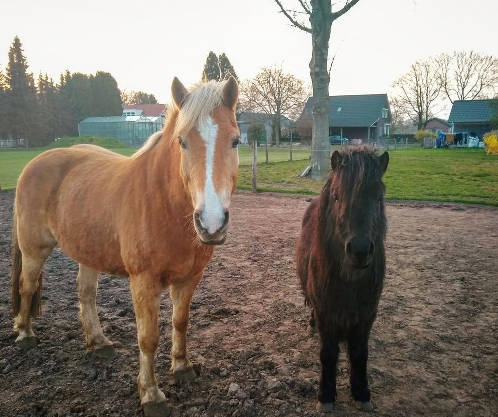 Super lieve Haflinger en Shetlander merrie, Zadelmak, 11 jaar of ouder, Recreatiepony, Ontwormd