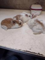 Jonge konijntjes NHD, Dieren en Toebehoren, Vrouwelijk, Dwerg, Hangoor