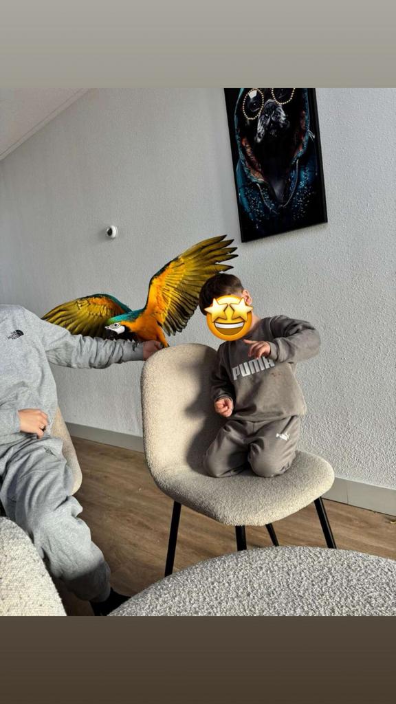 KING Blauw Gele Ara 10 maanden Jong, Dieren en Toebehoren, Vogels | Parkieten en Papegaaien, Mannelijk, Papegaai, Tam