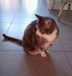 Met spoed nieuw baasje gezocht voor Keesie, Kater, Gechipt, 6 jaar of ouder