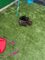 “Schattige Shihpoo puppy’s huiselijk opgegroeid – Apeldoorn”, Overige rassen, 8 tot 15 weken, Teef, Meerdere