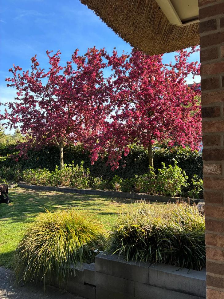 GRATIS BOMEN 2x Sierappel (Malus) boom met rood blad, Tuin en Terras, Planten | Bomen, Overige soorten, Lente, 250 tot 400 cm