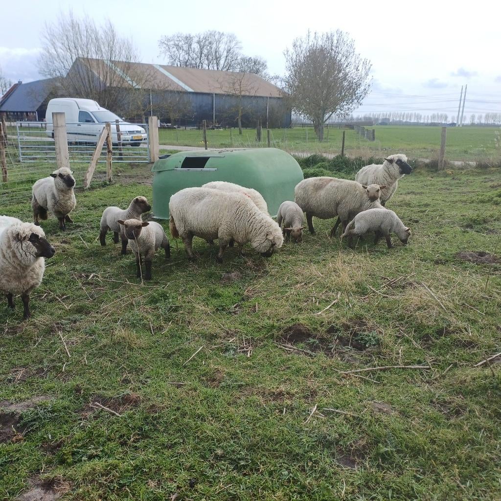 Schapen met lammeren shropshire, Vrouwelijk, Schaap