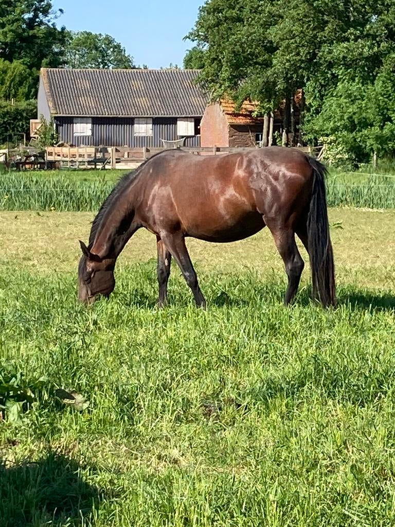 P.R.E. Merrie, Dieren en Toebehoren, Paarden, Merrie, 0 tot 2 jaar