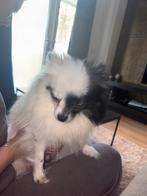 Pomeriaan teef met stamboom, Dieren en Toebehoren, Honden | Poolhonden, Keeshonden en Oertypen, Overige rassen, Teef, Parvo, Eén hond