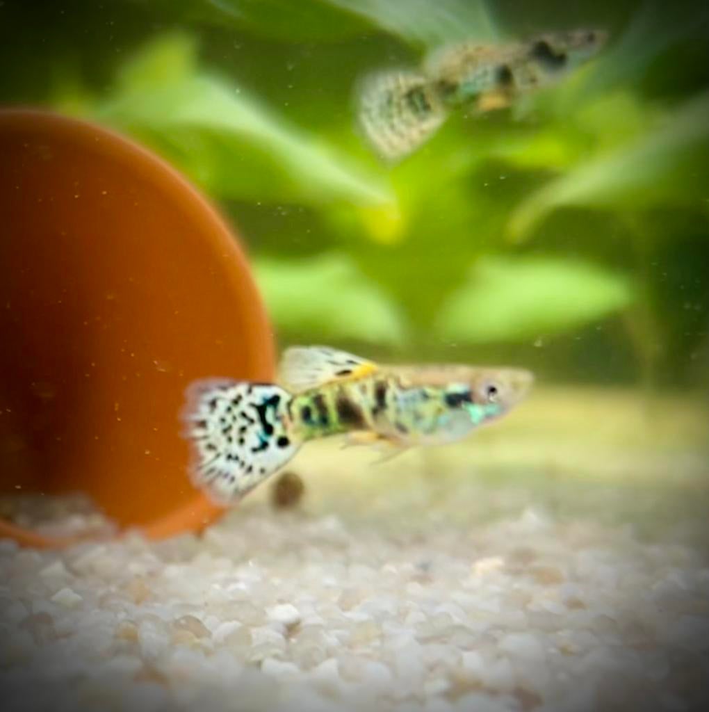 Raszuivere guppy’s, Dieren en Toebehoren, Vissen | Aquariumvissen, Vis, Zoetwatervis, Schoolvis