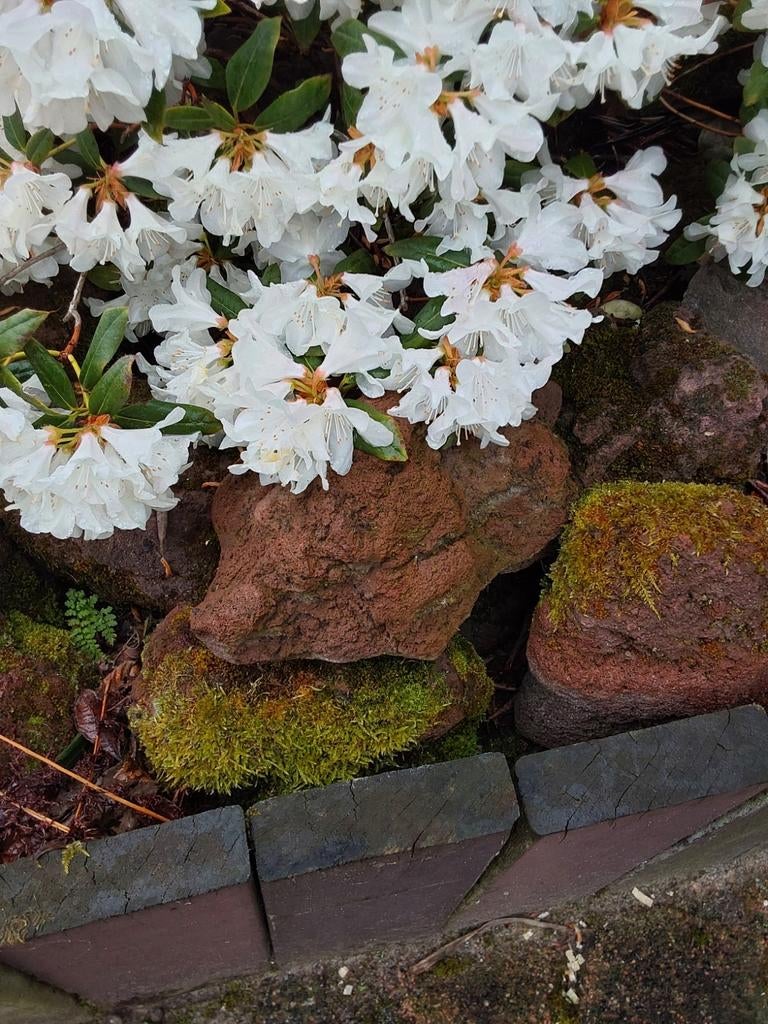 Lava stenen groot en klein kleur bruin ongeveer  2,5 kuup, Tuin en Terras, Ophalen, Gebruikt, Overige typen