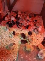 Gesekste kuikens, verschillende rassen + benodigdheden., Dieren en Toebehoren, Pluimvee, Vrouwelijk, Kip