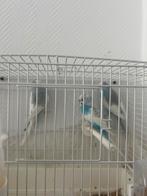 Vogel, groen rood, Geslacht onbekend, Parkiet, Pratend