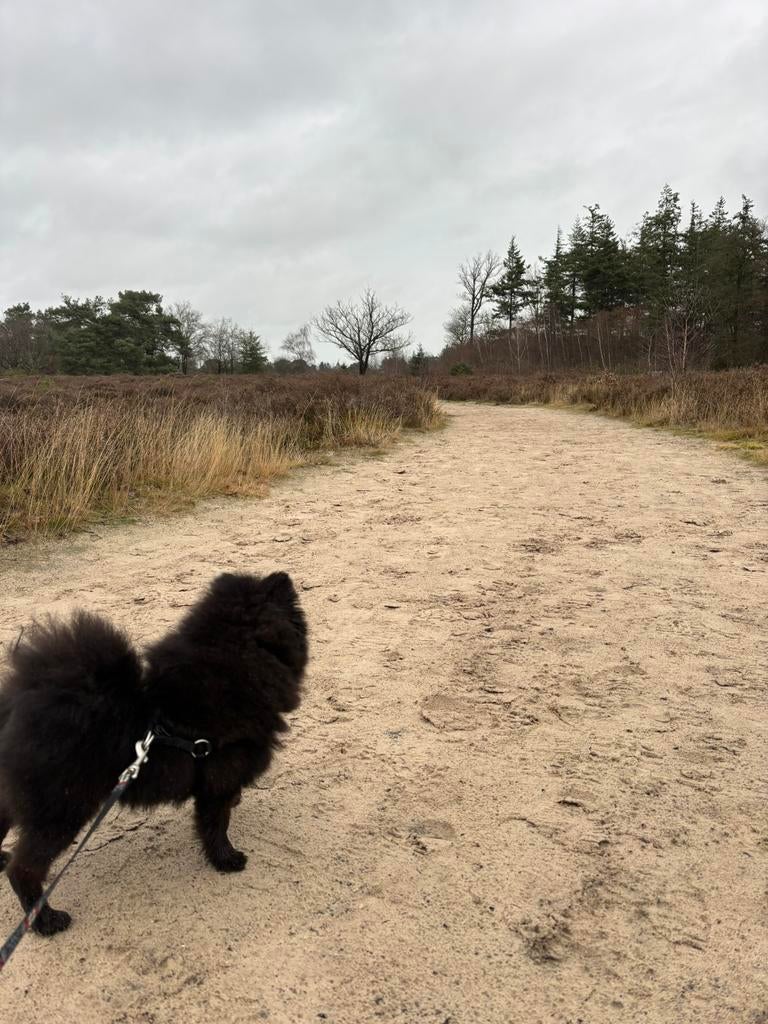 Betrouwbare hondenuitlaatservice Groningen, Dieren en Toebehoren, Ophalen