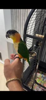 Tamme zwartkop caique nog maar 1️⃣ jaar, Mannelijk, Papegaai, Geringd