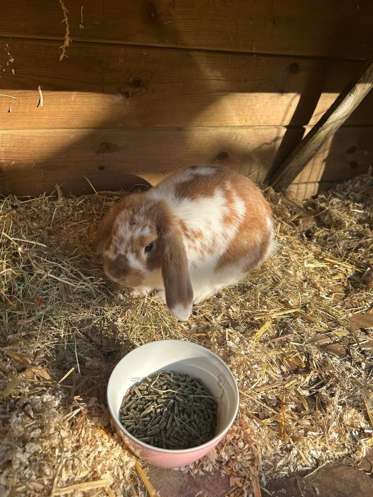 Konijn hangoor GRATIS AF TE HALEN, Dieren en Toebehoren, Mannelijk, Middelgroot, Hangoor