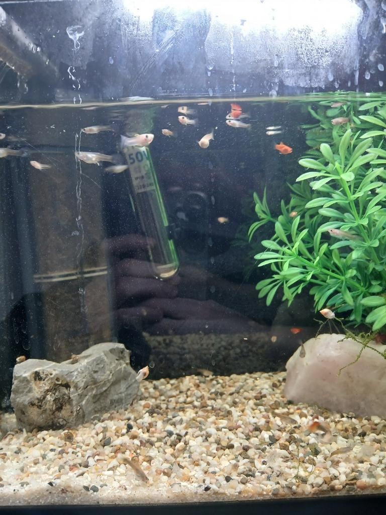 Baby  visjes super klein en schattig, Dieren en Toebehoren