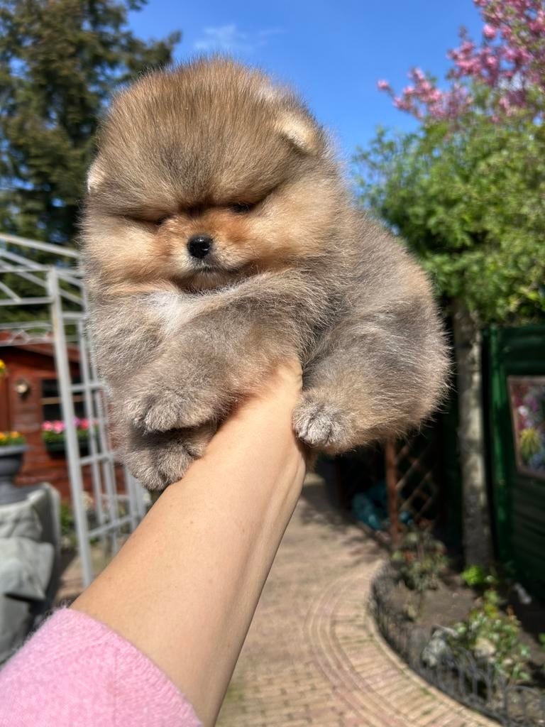 Super mooi pup mini pomeriaan reutje, NL, Dieren en Toebehoren, Honden | Poolhonden, Keeshonden en Oertypen, Parvo, Keeshond, Reu