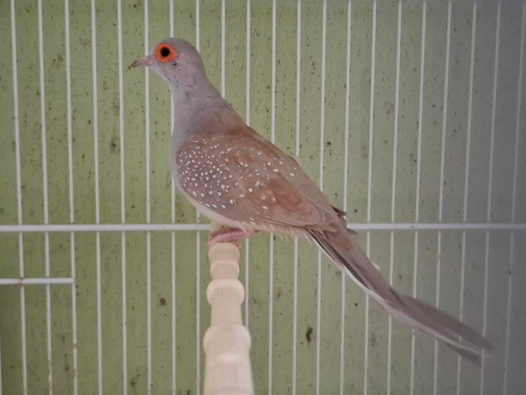Bruine diamantduif, Dieren en Toebehoren, Mannelijk