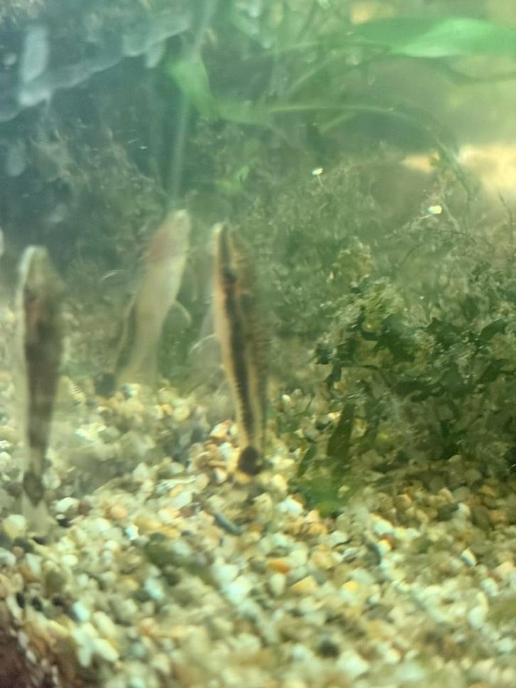 Otocintlus, Dieren en Toebehoren, Vissen | Aquariumvissen, Vis