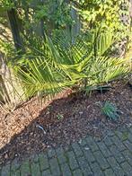 Winterharde Jubaea Chilensis palmboom mooi exemplaar, Tuin en Terras, Bloeit niet, 100 tot 250 cm, Palmboom, Ophalen